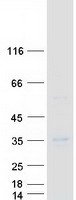 LIGHT (TNFSF14) (NM_003807) Human Recombinant Protein