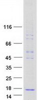 Secretin (SCT) (NM_021920) Human Recombinant Protein