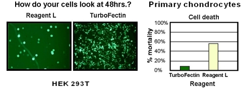 TurboFectin 8.0 Transfection Reagent (1 mL in 1 vial)