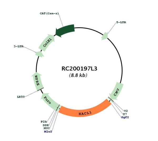 2 Hydroxy phytanoyl CoA lyase (HACL1) (NM_012260) Human Tagged Lenti ORF Clone