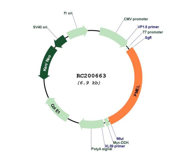 Melanoma gp100 (PMEL) (NM_006928) Human Tagged ORF Clone