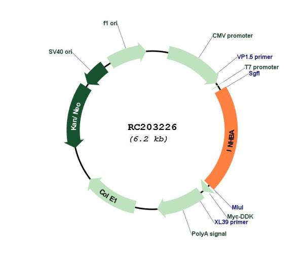 Inhibin beta A (INHBA) (NM_002192) Human Tagged ORF Clone