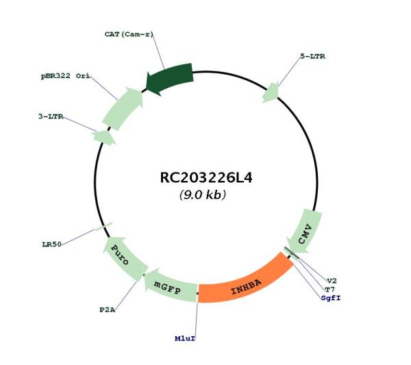 Inhibin beta A (INHBA) (NM_002192) Human Tagged Lenti ORF Clone