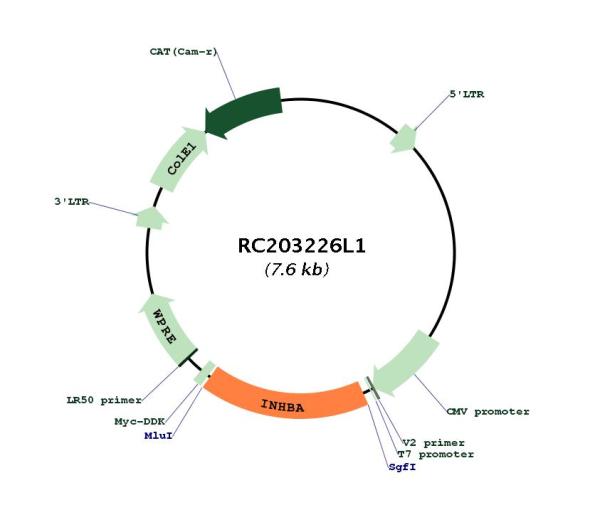 Inhibin beta A (INHBA) (NM_002192) Human Tagged Lenti ORF Clone