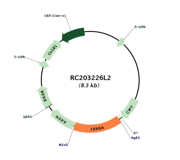 Inhibin beta A (INHBA) (NM_002192) Human Tagged Lenti ORF Clone