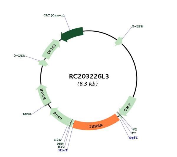 Inhibin beta A (INHBA) (NM_002192) Human Tagged Lenti ORF Clone