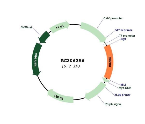 CD200 (NM_005944) Human Tagged ORF Clone