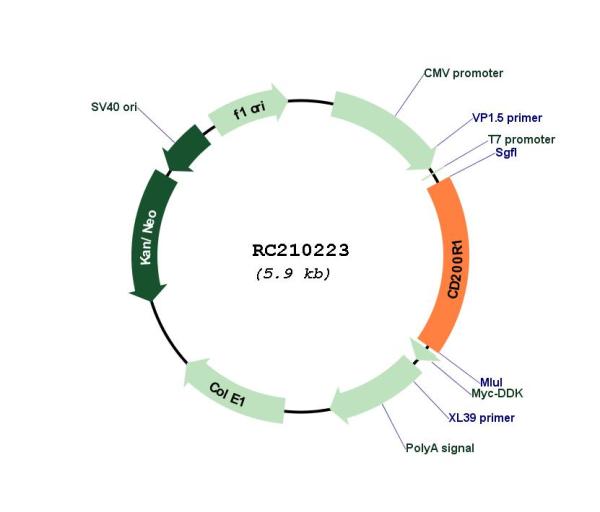 CD200R (CD200R1) (NM_138806) Human Tagged ORF Clone