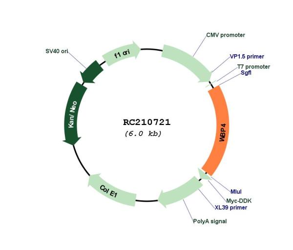 WW domain binding protein 4 (WBP4) (NM_007187) Human Tagged ORF Clone