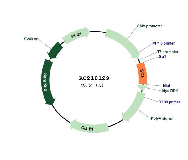 Secretin (SCT) (NM_021920) Human Tagged ORF Clone