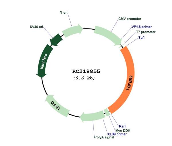 TGF beta Receptor II (TGFBR2) (NM_003242) Human Tagged ORF Clone