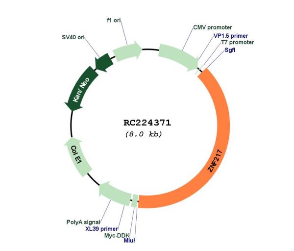 ZNF217 (NM_006526) Human Tagged ORF Clone