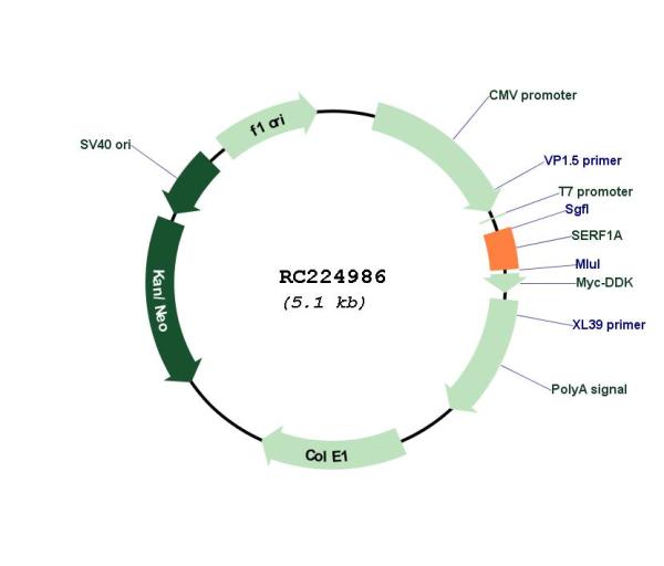 Small EDRK rich factor 1 (SERF1A) (NM_022968) Human Tagged ORF Clone