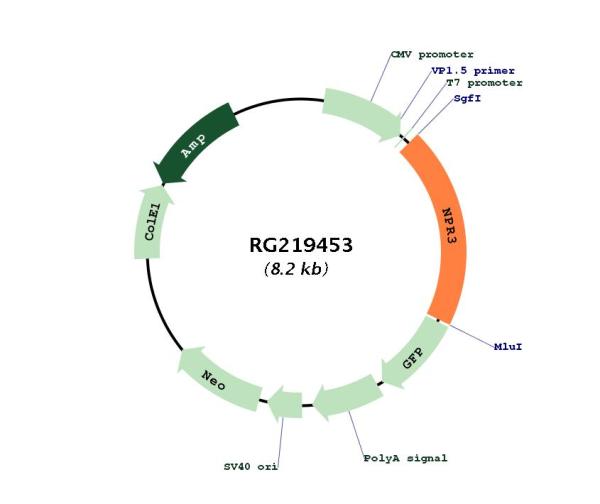 Natriuretic Peptide Receptor C (NPR3) (NM_000908) Human Tagged ORF Clone