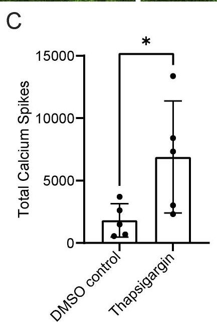 Cell cycle controls long-range calcium signaling in the regenerating epidermis.