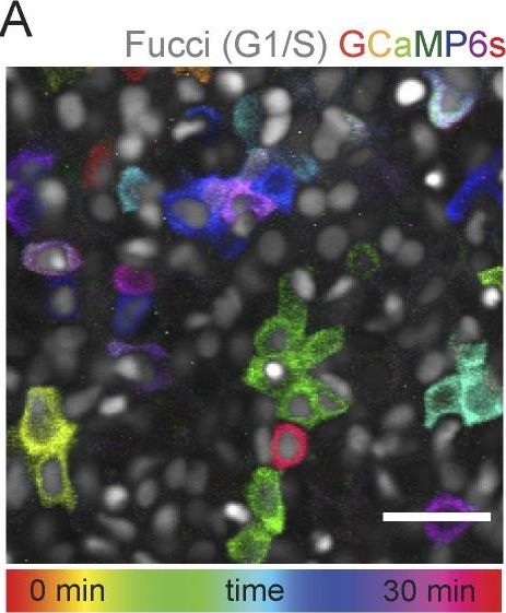 Cell cycle controls long-range calcium signaling in the regenerating epidermis.