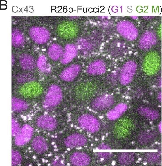 Cell cycle controls long-range calcium signaling in the regenerating epidermis.