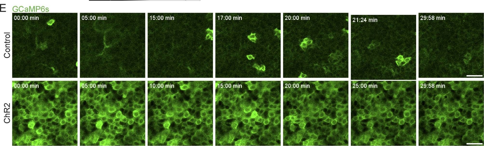 Cell cycle controls long-range calcium signaling in the regenerating epidermis.