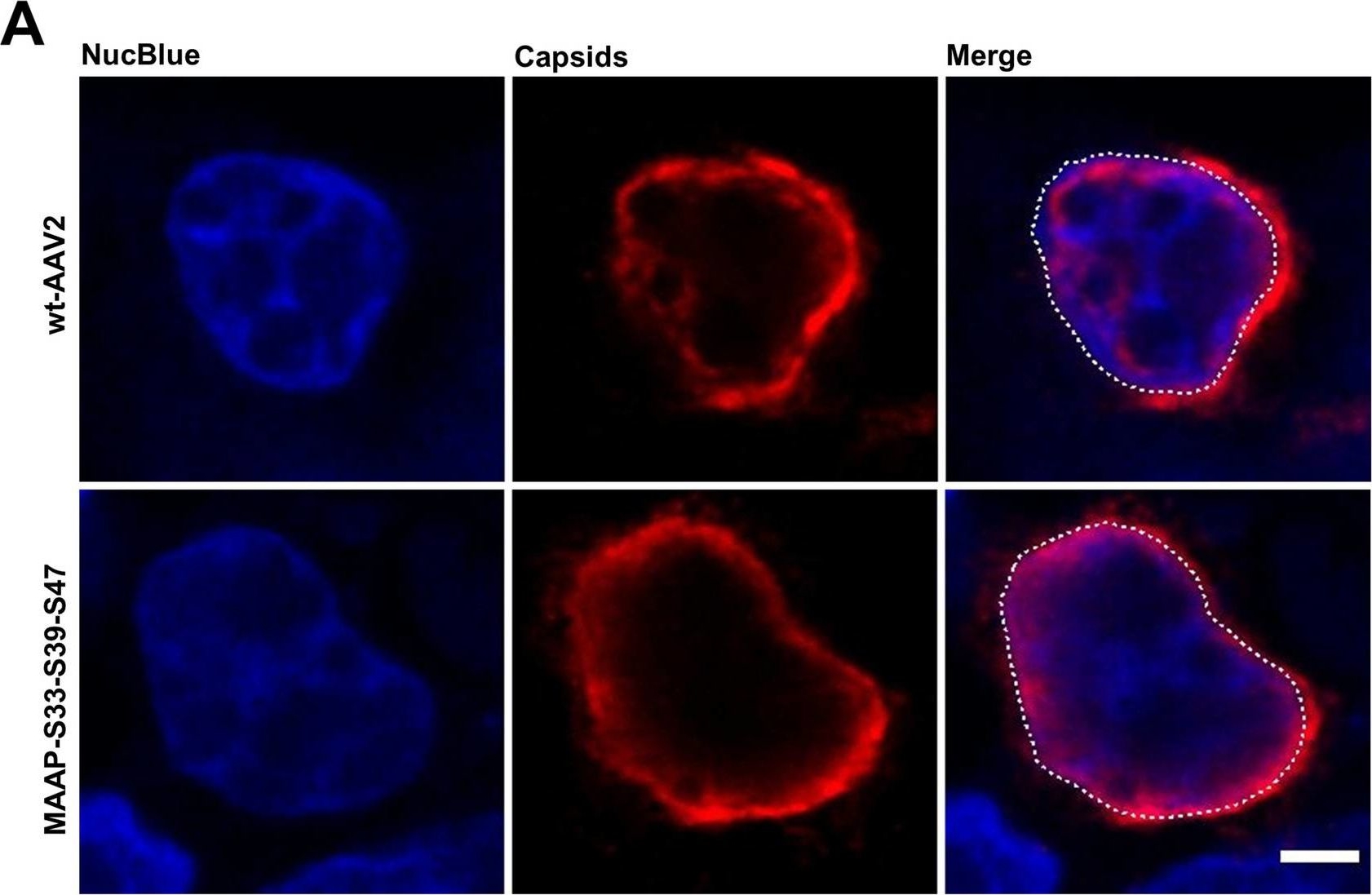 Functional roles of the membrane-associated AAV protein MAAP.