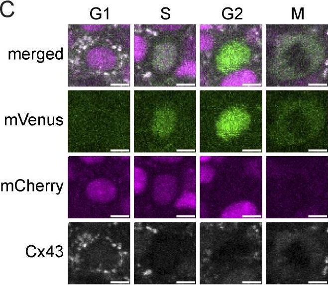 Cell cycle controls long-range calcium signaling in the regenerating epidermis.