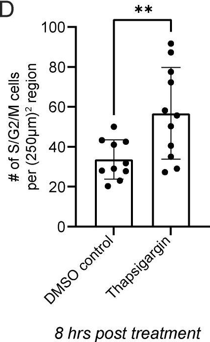 Cell cycle controls long-range calcium signaling in the regenerating epidermis.