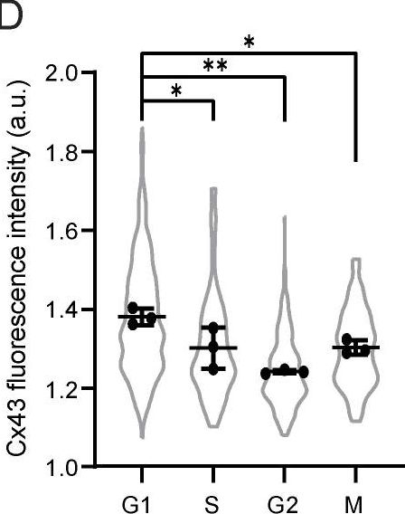 Cell cycle controls long-range calcium signaling in the regenerating epidermis.