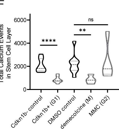 Cell cycle controls long-range calcium signaling in the regenerating epidermis.