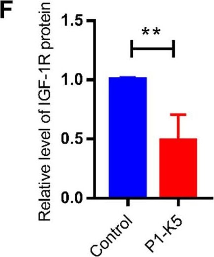 PINCH-1 promotes IGF-1 receptor expression and skin cancer progression through inhibition of the GRB10-NEDD4 complex.