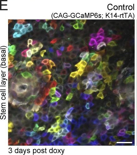 Cell cycle controls long-range calcium signaling in the regenerating epidermis.