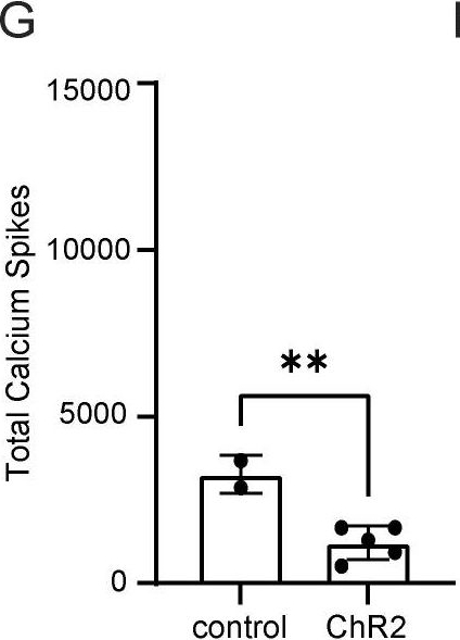 Cell cycle controls long-range calcium signaling in the regenerating epidermis.