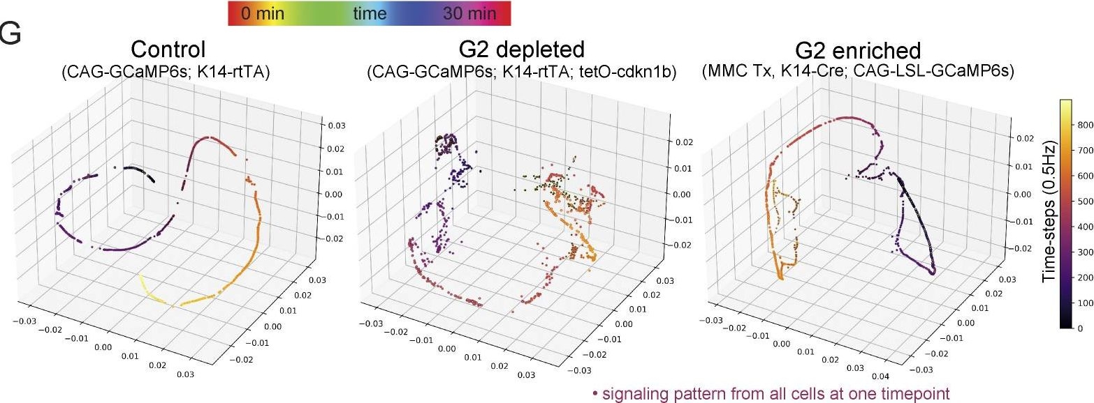 Cell cycle controls long-range calcium signaling in the regenerating epidermis.