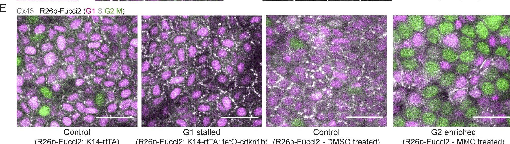 Cell cycle controls long-range calcium signaling in the regenerating epidermis.