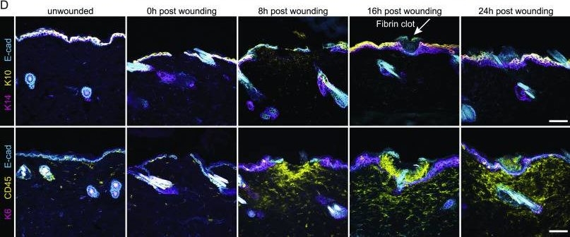 Scratch-induced partial skin wounds re-epithelialize by sheets of independently migrating keratinocytes.