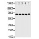 COX2/Cyclooxygenase 2 Antibody