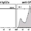 Anti-GP2 (Glycoprotein 2) (Mouse) mAb