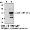 Anti-monomeric Kusabira-Orange 2 mAb WB