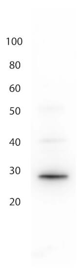 Western Blot - Anti-GFP Antibody