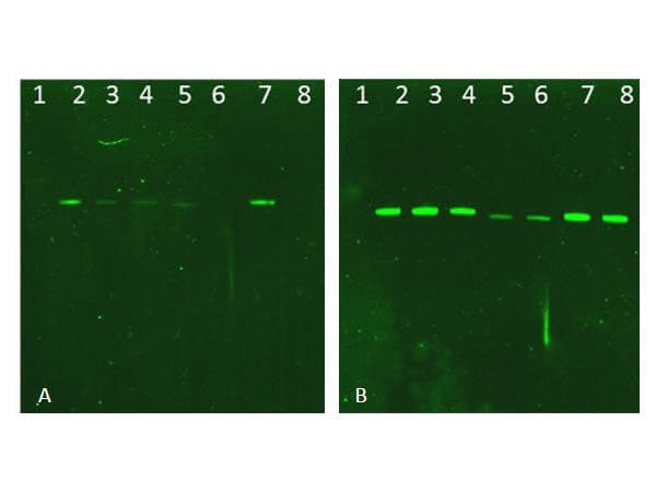 Western Blot of Rabbit AKT Antibody.