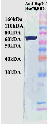 Hsp70/Hsc 70 Western Blot