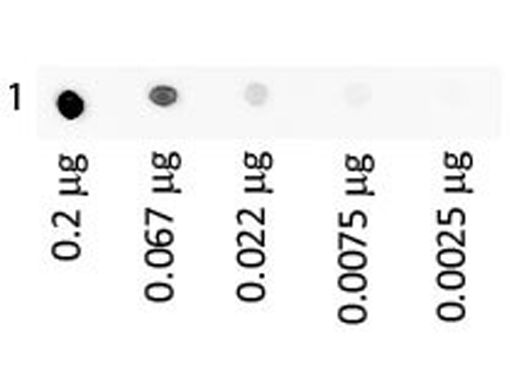 Western blot using MB-070