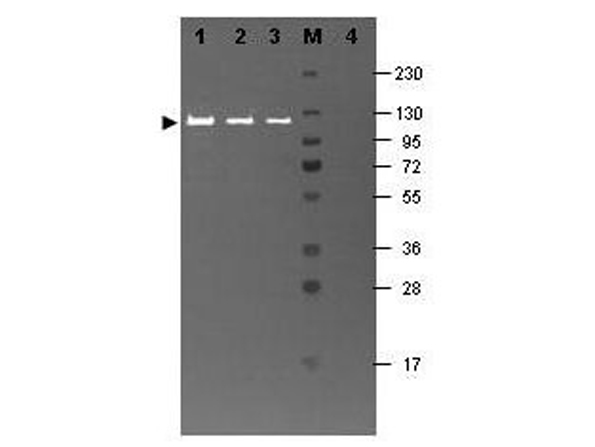 Western blot using MB-070