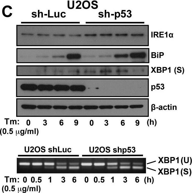 Western Blot using Mouse TrueBlot® ULTRA: Anti-Mouse Ig HRP