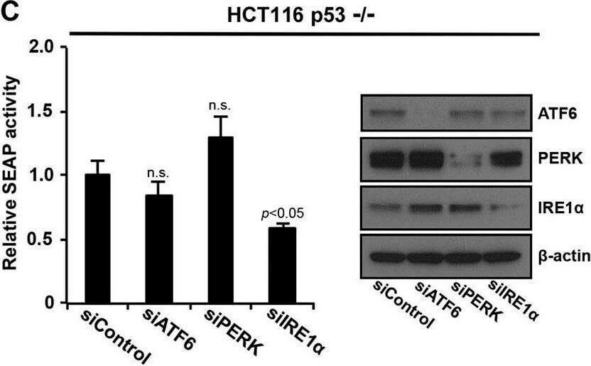 Western Blot using Mouse TrueBlot® ULTRA: Anti-Mouse Ig HRP