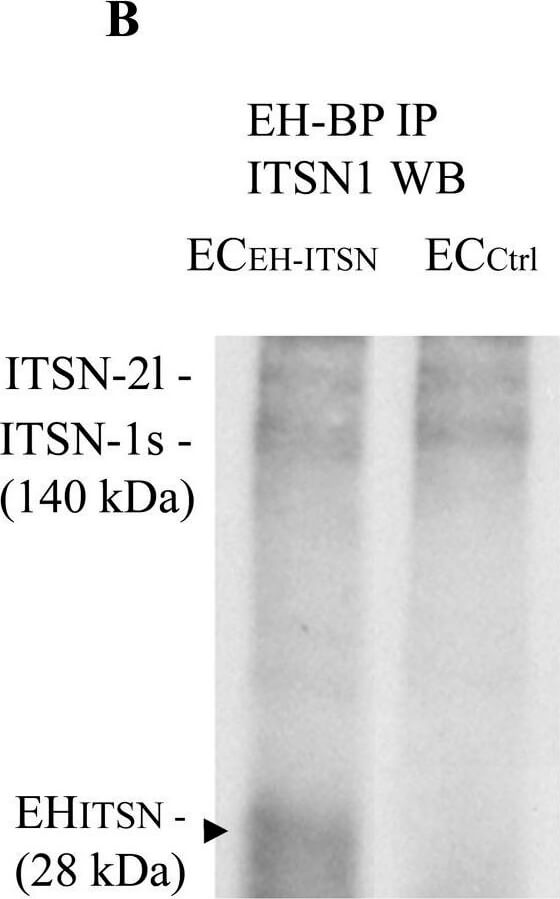 Western Blot of Rabbit TrueBlot®: Anti-Rabbit IgG HRP