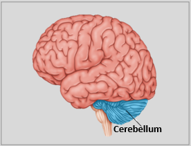 Cerebellum