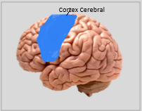 Cerebral cortex