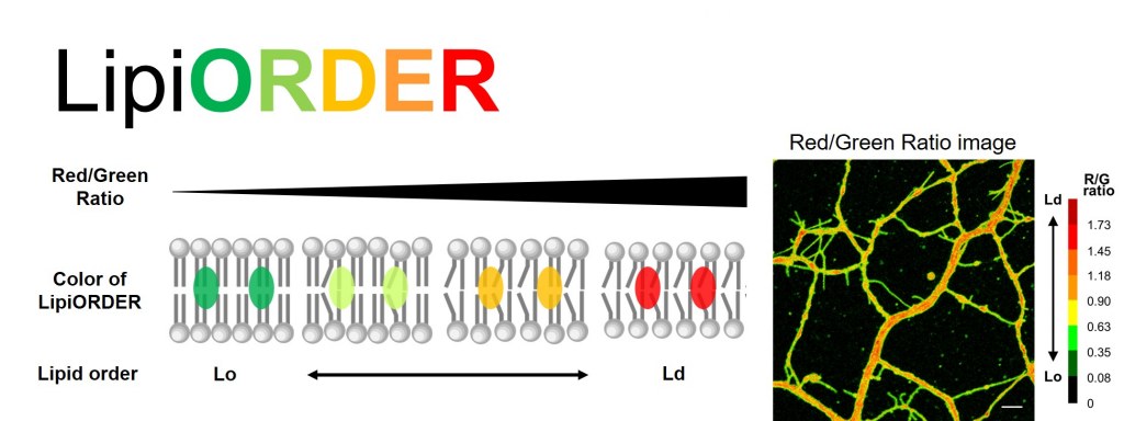 LipiORDER Image