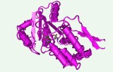 PhosphoSens phosphatase activity assay