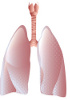 Sistema pulmonar