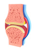 Human Tissue pieces and blocks - Synovium